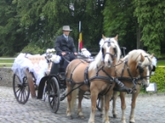 CAL�CHE HAFLINGERS